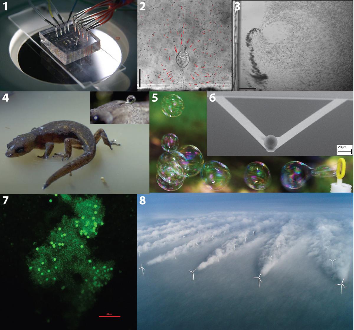 Collage of 8 images described below on the page.