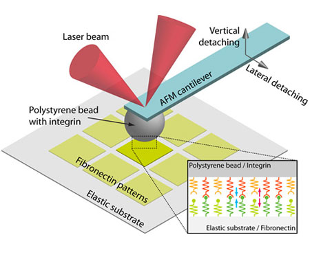 Schematic of the biomimetic focal adhesion model system